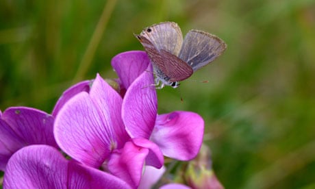 A male long-tailed blue butterfly