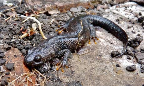 Country Diary : Great-crested newt and woodlice