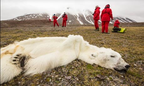 A male Polar Bear (Ursus maritimus) starved to death due to climate change, Svalbard, Norway