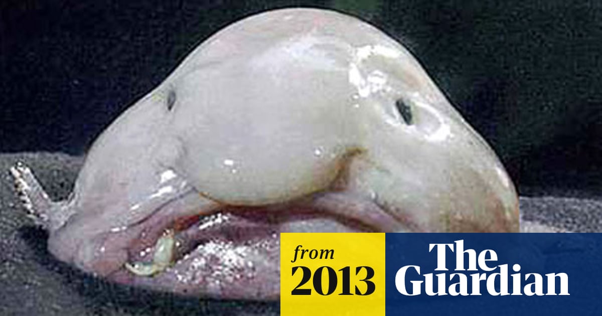 Blobfish voted world's ugliest animal | Marine life | The ...