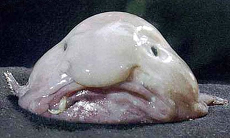  Ugly Animal Preservation Society :  voted world's ugliest animal : Blobfish 