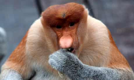 Ugly Animal Preservation Society : Big nosed proboscis monkey