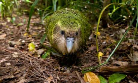 Ugly Animal Preservation Society : Kakapo