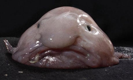 Image result for blobfish