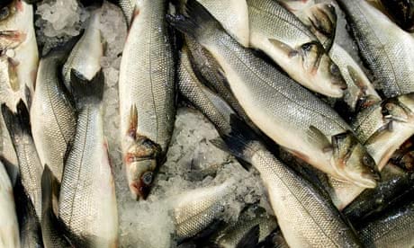  Sea bass are shown for sale