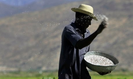 MDG : A man throws fertiliser on a rice field in the Artibonite valley in central Haiti