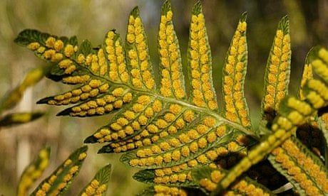 Country Diary : Polypody fern reveals its golden sporangia