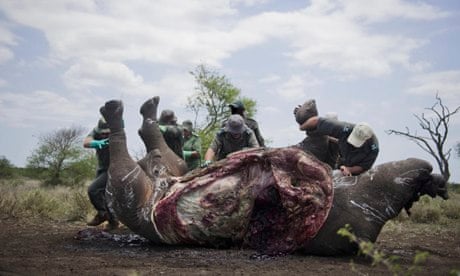 The carcass of one of the two rhinos killed in The Kruger National Park, South Africa