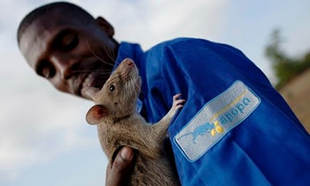 MDG : A baby giant African pouch rat is handled by its trainer