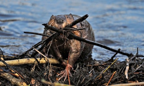 A wet adult beaver carrying a load of sticks up on his dam to stop a water leak.
