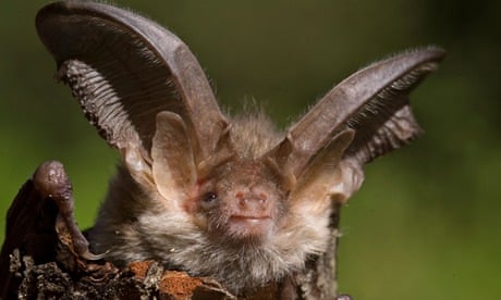 Brown long-eared bat , Plecotus auritus