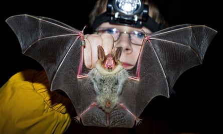 Greater mouse-eared bats count in Germany