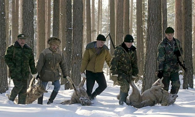 Carnivore extermination damaging ecosystems : hunters drag wolves they killed, Belarus