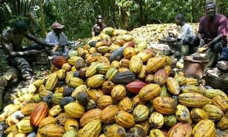 MDG : Ivorian farmers break cocoa nuts in Agboville