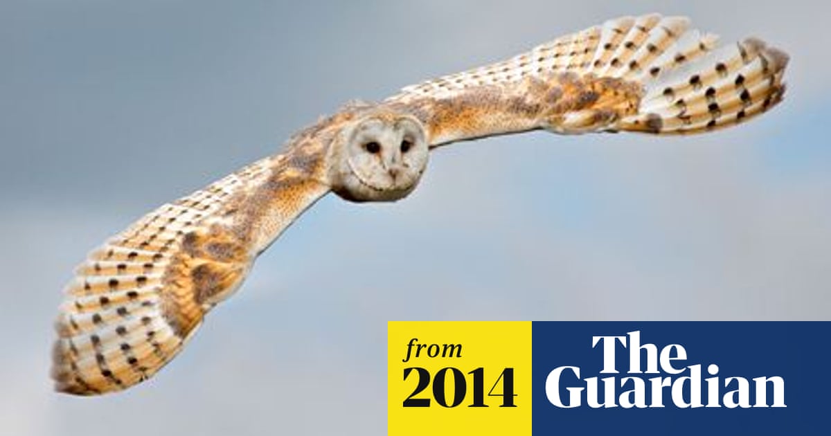 Barn Owls Suffer Worst Year On Record Environment The Guardian