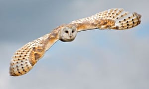 Barn Owls Suffer Worst Year On Record Environment The Guardian