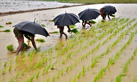 MDG paddy field in India