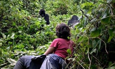 MDG : A holidaymaker has a close encounter with a mountain gorilla in Rwanda