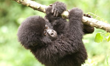 MDG : A young mountain gorilla hangs around