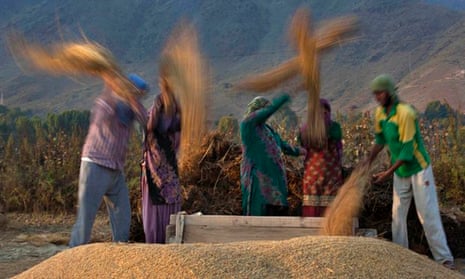 MDG Kashmiri villagers thresh rice