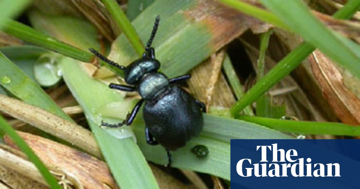 Rare Oil Beetle Sighted In Devon After 60 Years Environment The Guardian