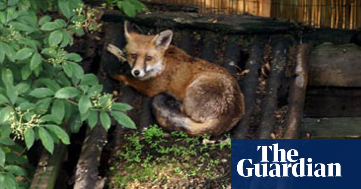 Wild Magic Environment The Guardian Wild Magic Environment The Guardian