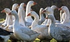 Geese waddle around in Gelsenkirchen, Germany