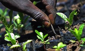 English Essays For Students To What Extent Could Planting Trees Help Solve Climate Change Science Fiction Essay Topics also What Is A Thesis In An Essay To What Extent Could Planting Trees Help Solve Climate Change Apa Format Essay Example Paper