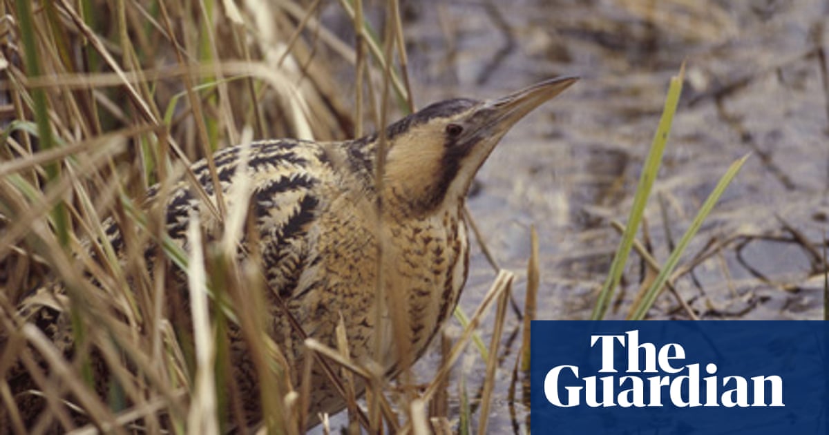 Booming Bittern Stages Uk Recovery Conservation The Guardian Booming Bittern Stages Uk Recovery Conservation The Guardian