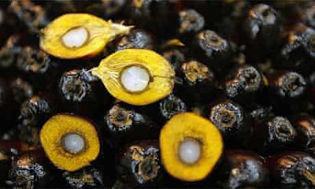 Palm oil kernels