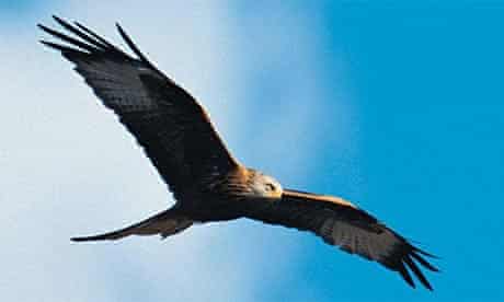 Birds of prey: a red kite