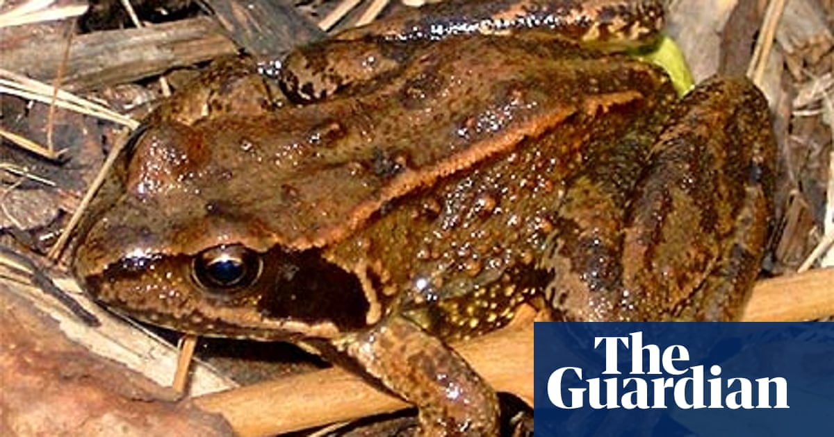 How To Make Your Garden Frog Friendly Environment The Guardian