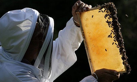 A beekeeper 