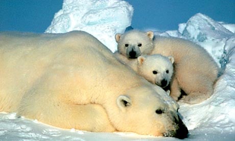 Polar bears in the Arctic National Wildlife Refuge in Alaska