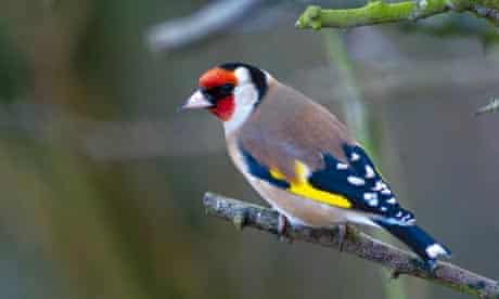 Garden finches at five-year high | Wildlife | The Guardian