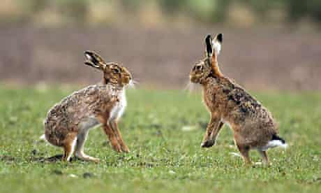 Brown hares