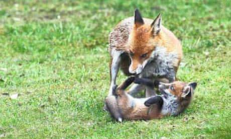 foxes in a garden