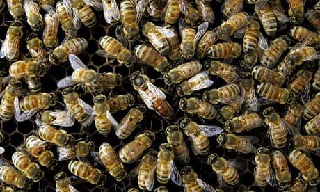 A honeybee colony