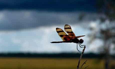 Florida Everglades: dragonfly