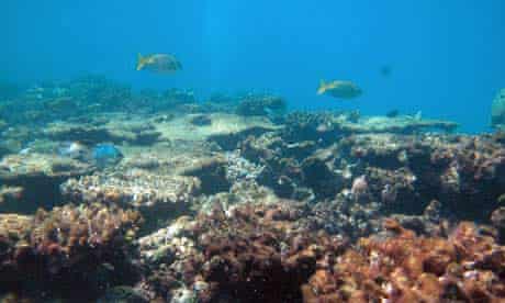 Plight of the coral reefs