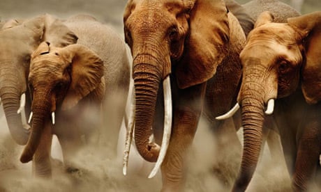 Ivory. African elephant herd on the move in Amboseli National Park, Kenya. Photograph: Martin Harvey/AP