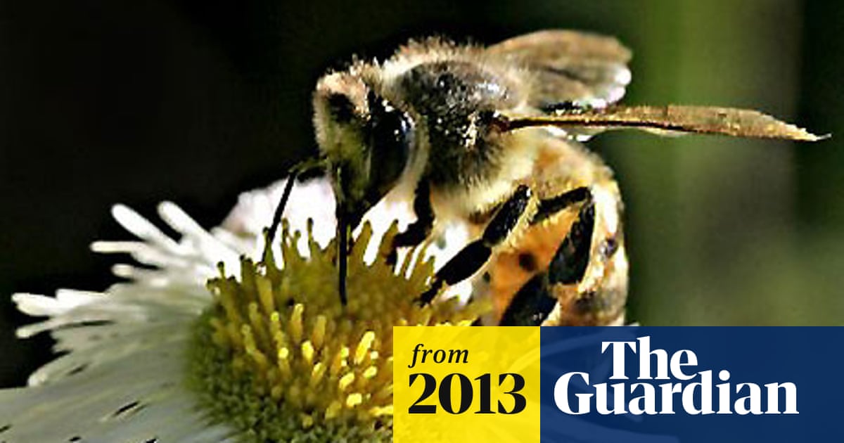 Pesticides Food Price Rises And National Honey Bee Day Bees The Guardian Pesticides Food Price Rises And National Honey Bee Day Bees The Guardian