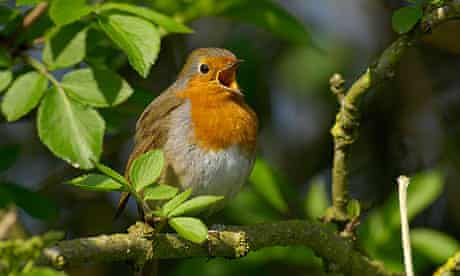 A robin sings