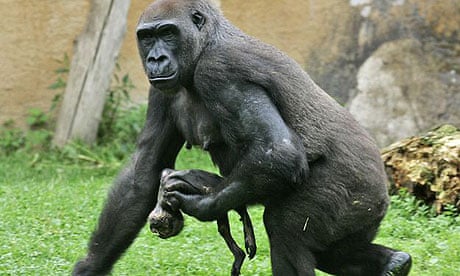 Do animals feel grief? | Animal behaviour | The Guardian Do animals feel grief? | Animal behaviour | The Guardian