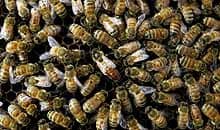 Indicator Species and Keystone Species Explained: Honey Bees and 18 Other  Examples