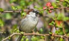 House sparrow in a quince bush in Hampshire