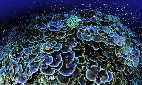 Coral off Jarvis Island in the Pacific