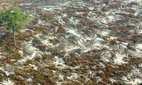 Amazon Facing New Threat Agent Orange Amazon Rainforest The Guardian Amazon Facing New Threat Agent Orange Amazon Rainforest The Guardian