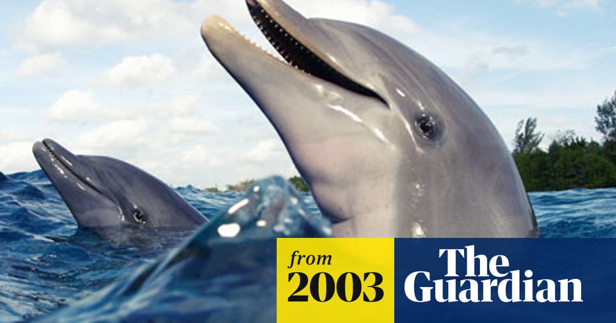 Why dolphins are deep thinkers