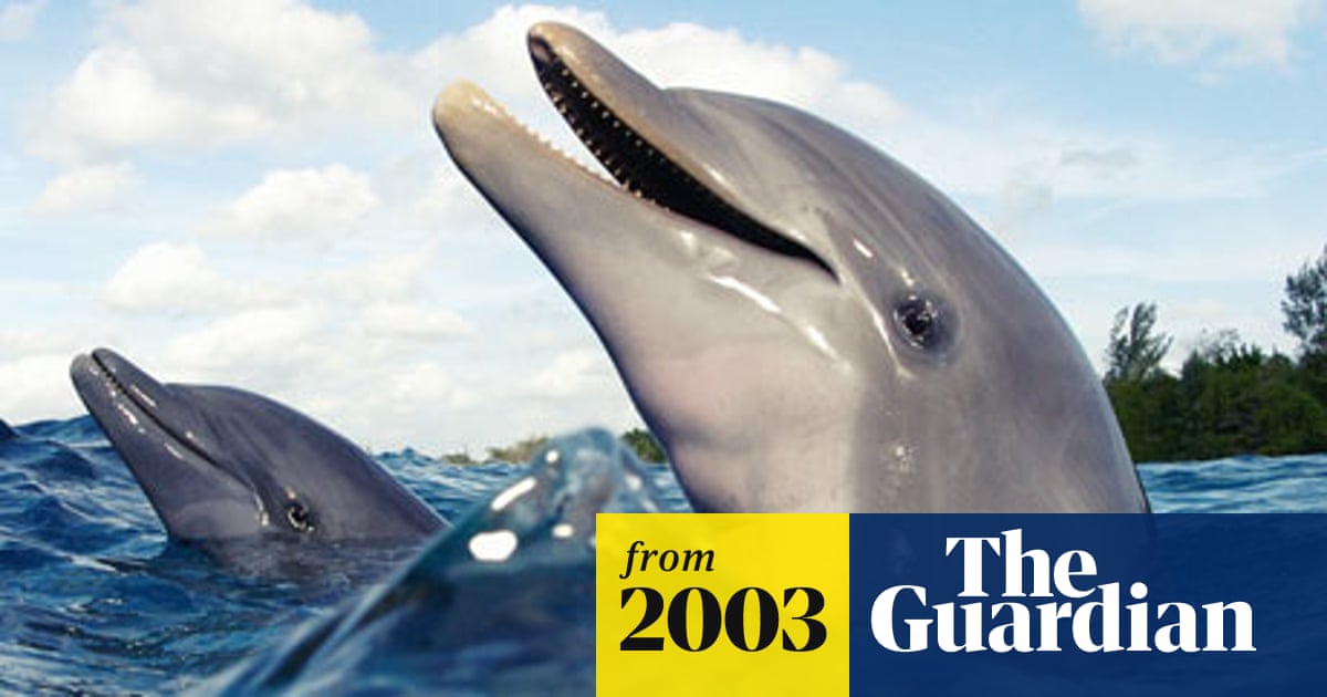 Why dolphins are deep thinkers